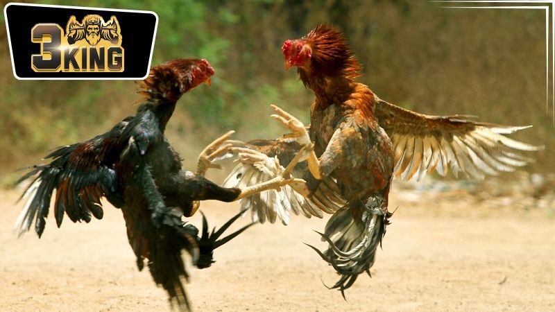 Những chiến lược cá cược hiệu quả tại nhà cái 3King đá gà
